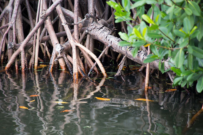 Image by Florida-Guidebook.com