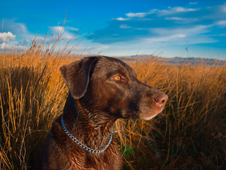 Sve što trebate znati o lovačkim psima i gdje ih nabaviti