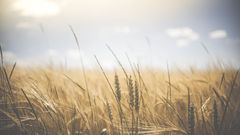 How to Buy Land for a Farm or Homestead: What No One Tells You.