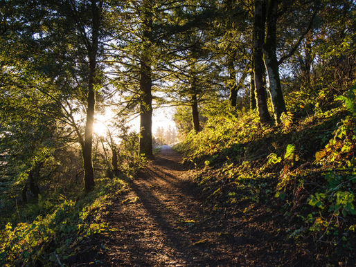 Reclaimed by the Wild: How Nature Restored My Inner Peace