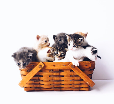 Image by The Lucky Neko
