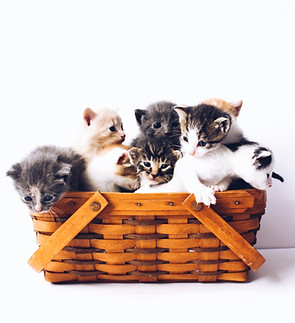 Image de The Lucky Neko