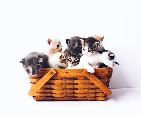 Image by The Lucky Neko