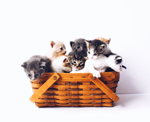 Image by The Lucky Neko