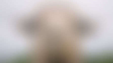 7 differences between Llamas and Alpacas