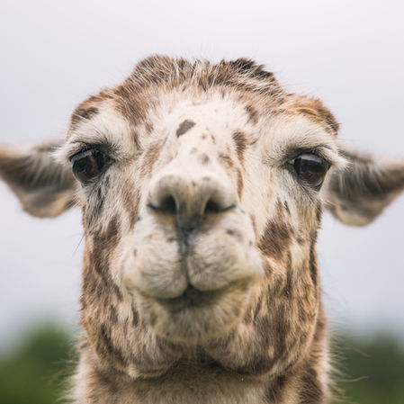 7 differences between Llamas and Alpacas