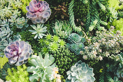 Explore a world of botanical charm with Whimsy and Wonder: Rare Succulents of the World. At Whimsy and Wonder, based in Canada, we take pride in curating an exquisite collection of rare succulent seeds that bring a touch of uniqueness to your plant sanctuary. Our inventory showcases an array of extraordinary succulents, each selected for its distinctive features and ability to thrive in diverse conditions. Whether you're an avid succulent enthusiast or just starting your collection, Whimsy and Wonder's selection of rare succulent seeds offers an opportunity to cultivate stunning varieties not commonly found. From resilient Echeverias to exotic Haworthias, each seed is a promise of distinctive beauty and resilience. At Whimsy and Wonder, we understand the joy that rare succulents bring, and that's why we ship our carefully curated seeds worldwide, ensuring succulent lovers globally can experience the enchantment. Elevate your gardening experience with Whimsy and Wonder: Rare Succulents of the World – your trusted source for unique and extraordinary succulent seeds.