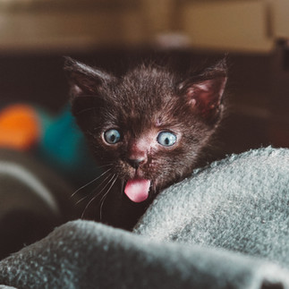 Black kitten sticking out tongue 