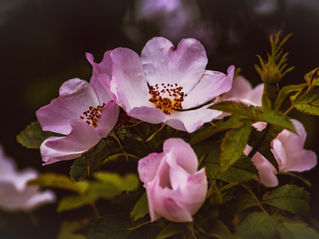Wild Rose Petals