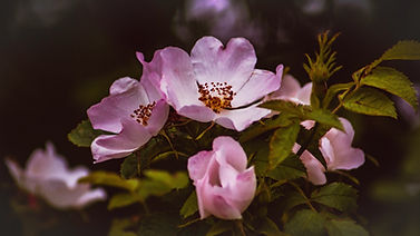Image de K. Mitch Hodge