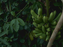 Scientific Thinking in the Kitchen: Banana Chips