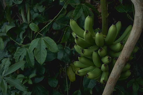 bananes