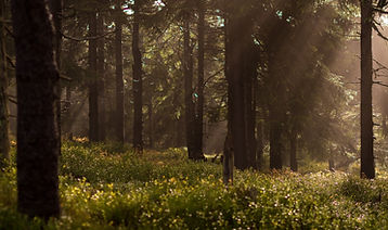Image by Lukasz Szmigiel