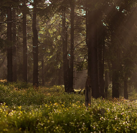 Image by Lukasz Szmigiel
