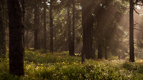 Image by Lukasz Szmigiel