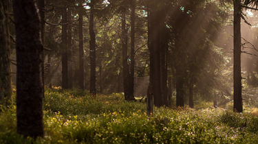 Image by Lukasz Szmigiel