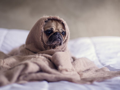 Wat zijn symptomen van een ongelukkige hond?