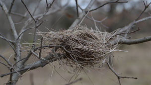 an empty bird nest made of dried grass rests in the crook of a bare branch in grey cloudy weather.