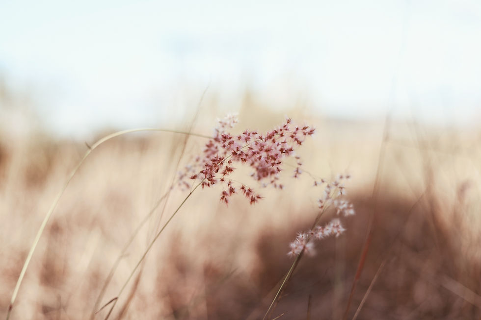 Image by Amy Humphries