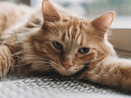 🐾 El aburrimiento en el gato: un problema real… y a menudo invisible