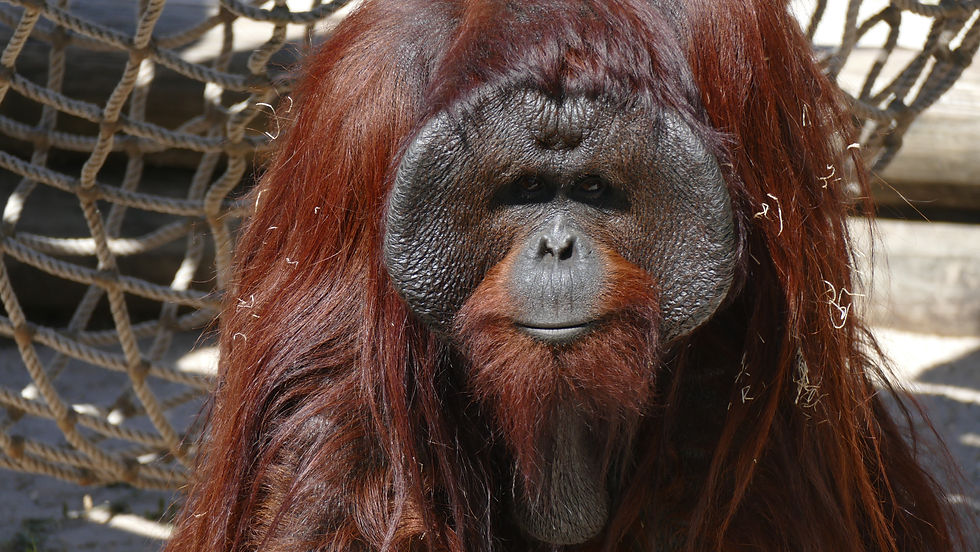 Apa Akan Jadi Jika Orang Utan Pupus?
