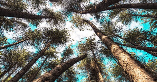 Image by Casey Horner