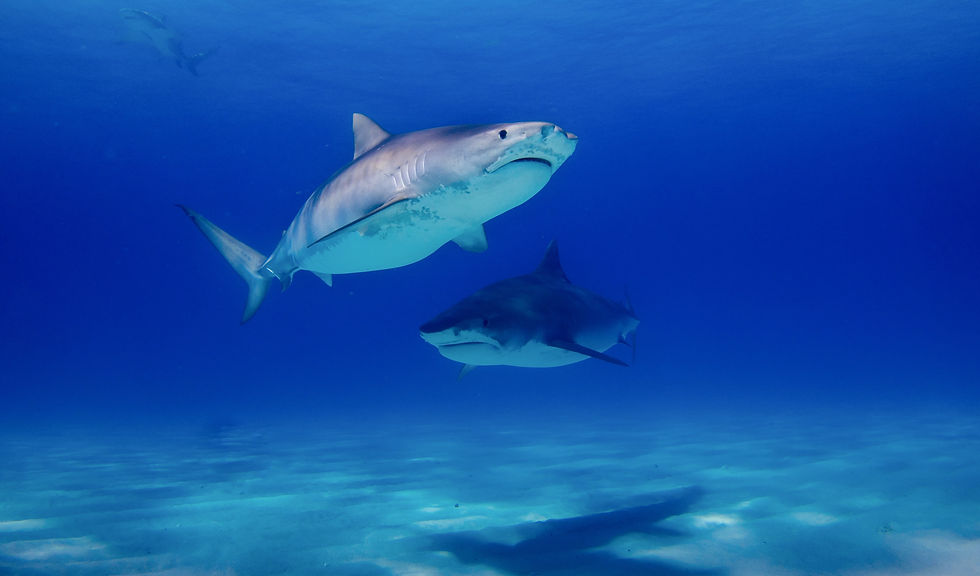 Shark Reef at Mandalay Bay - Things to Do in Las Vegas Strip