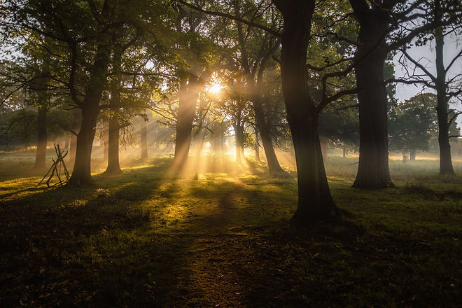 Image by Simon Wilkes