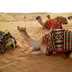 A camel in the sand dunes outside of Dubai, home of one of our 10km virtual event destinations