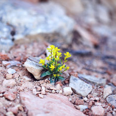 A Transforming Appeal (Romans 12:1-2)