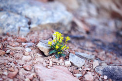 Image by Sharon McCutcheon