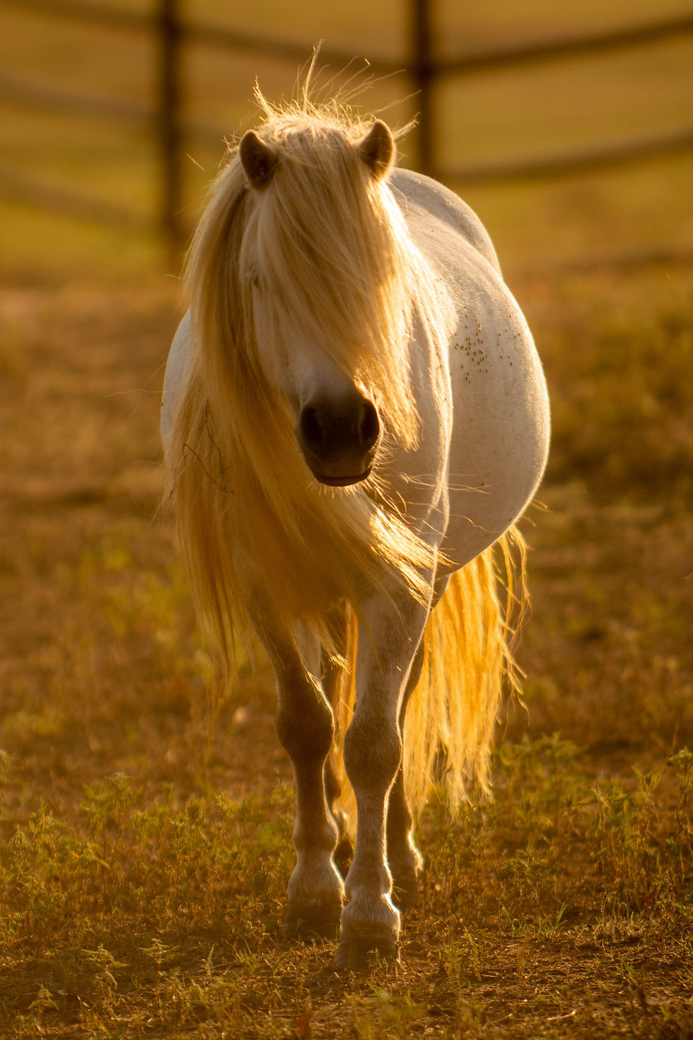 47 NAMES FOR WHITE HORSE
