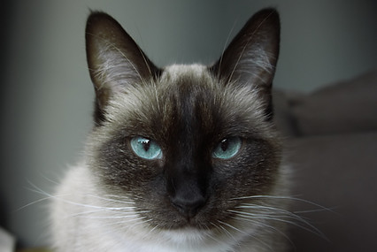 A cat staring intently