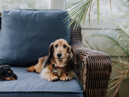 Intervertebral Disk Disease: Causes, Signs, and Treatments for Pets