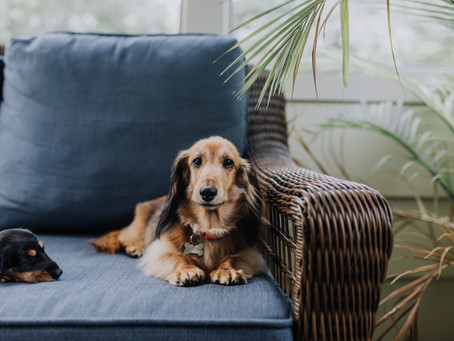 Intervertebral Disk Disease: Causes, Signs, and Treatments for Pets