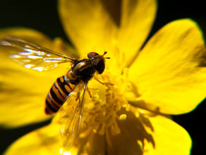 SSBTi participated in theconstruction biodiversity database in Taiwan