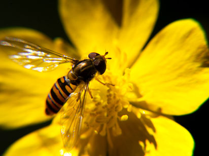 Call for Biodiversity GHG Methodologies