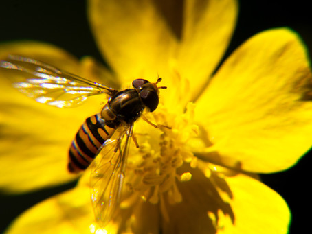 Why is our biodiversity so important to conserve?