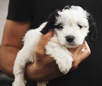 Puppy board and train program Charlotte NC