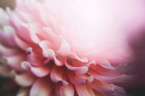 Image de Kari Shea