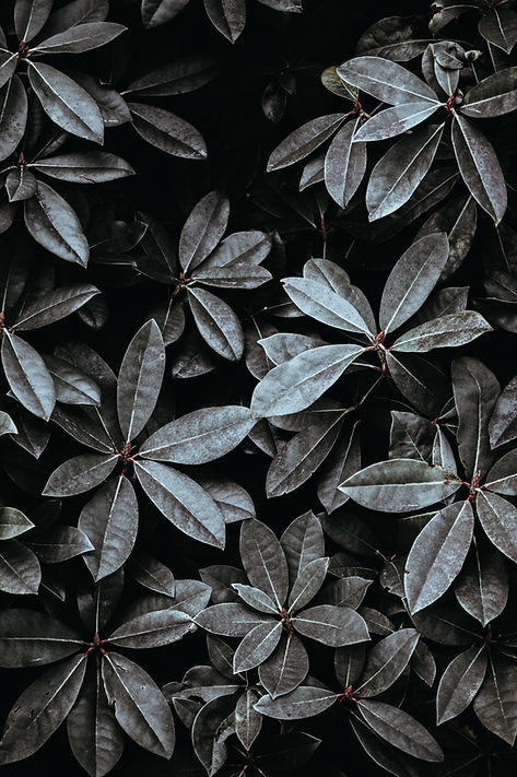 Image by Annie Spratt