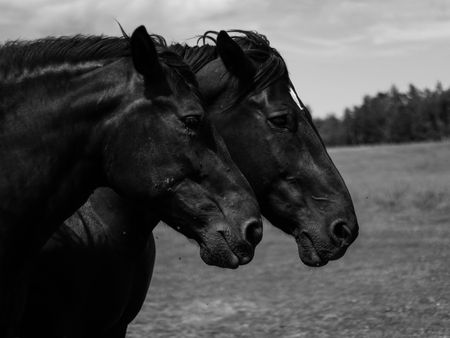 Two older black horses