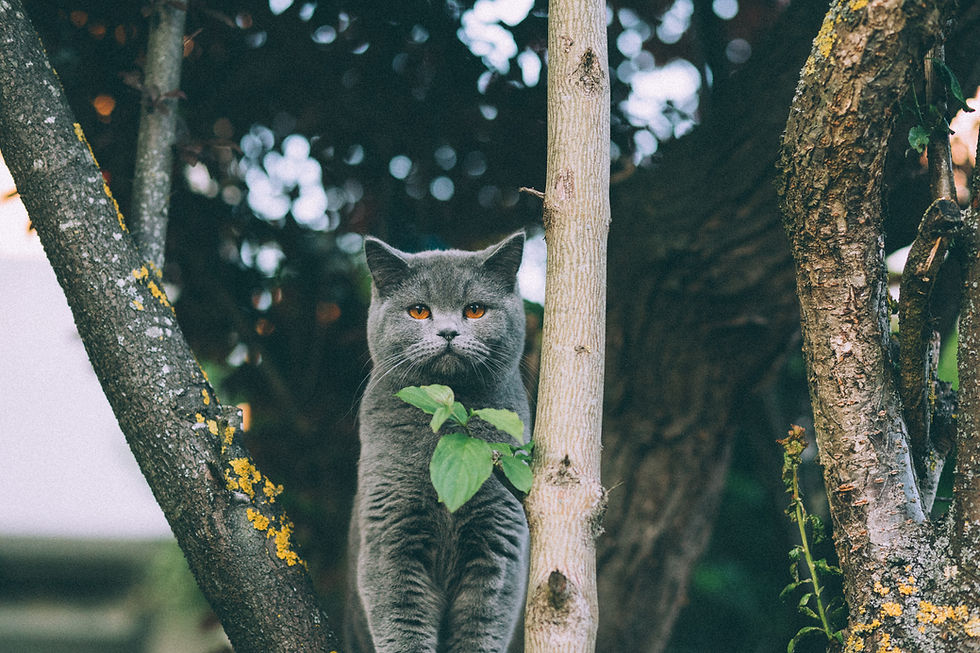 KATT & DRÖNRÄDDNING