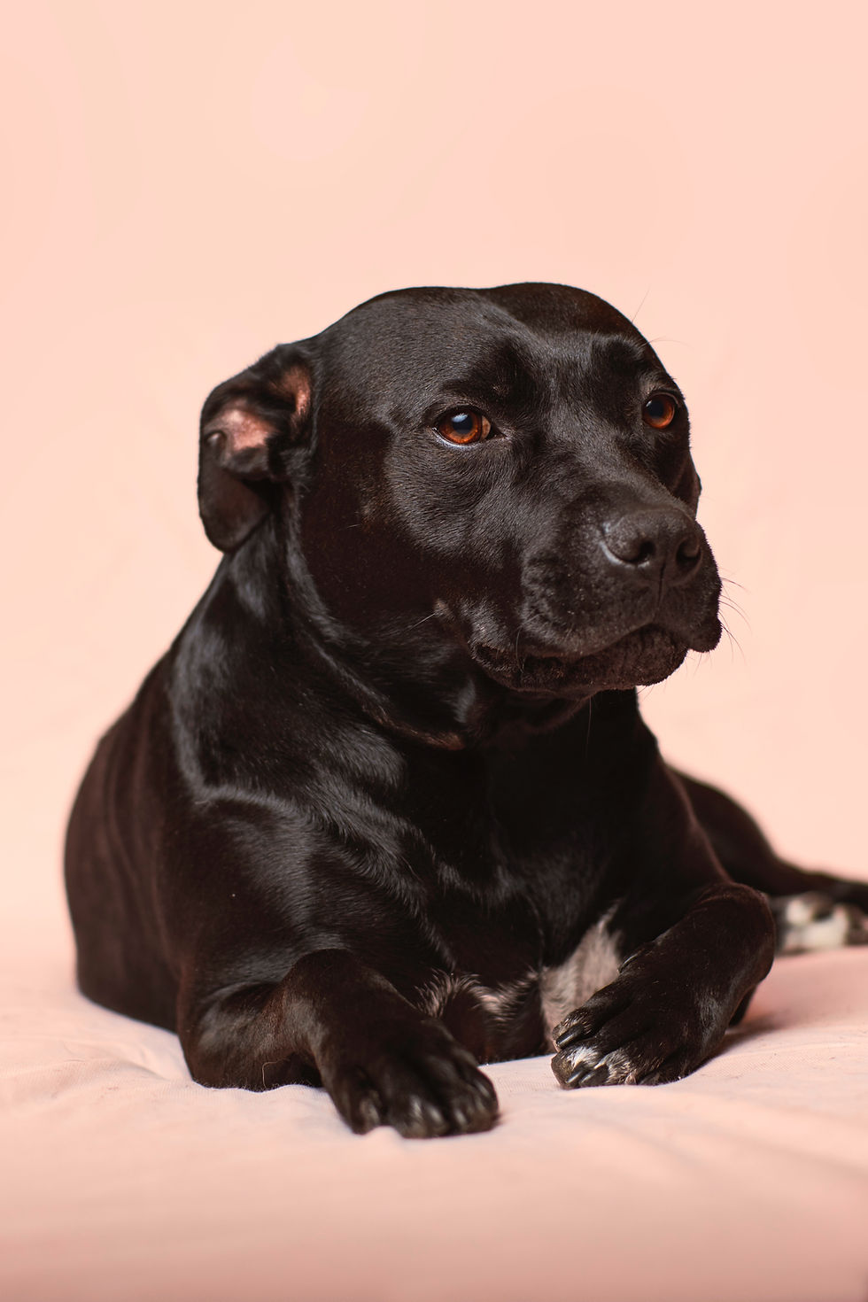 black dog laying down has arthritis in many joints