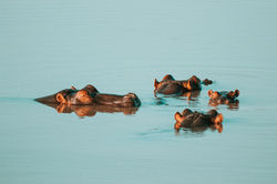 Image by Wade Lambert