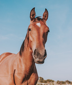 Cheval, Rééducation, massage, stretching, physiothérapie manuelle équin, Harmony Animal Physio