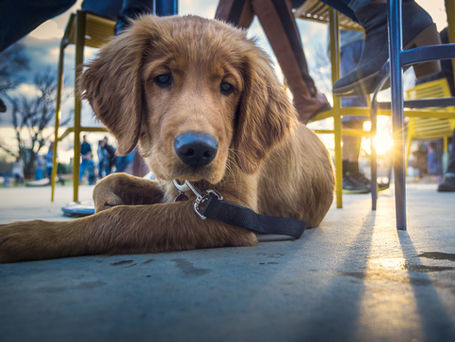 Dog Friendly Restaurants Denver Top Spots 2025