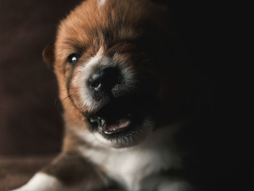 Food Reactivity/Aggression: The Truth About These Behaviors