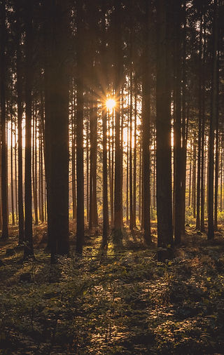 Image by Daniel Peters
