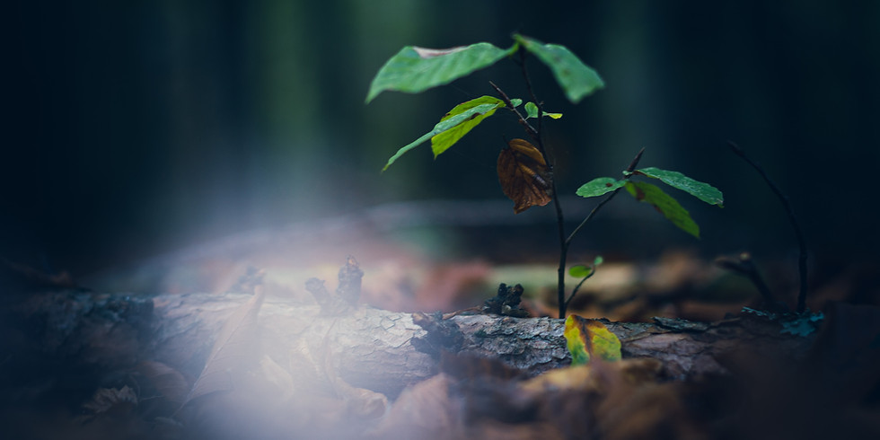 Practicing Resilience With Nature